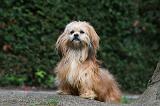 LHASSA APSO 139